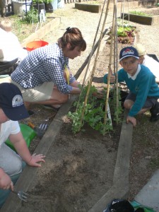 140519, Sunflowers & Seedlings (5)